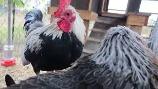 prink 'n primp 'n preen