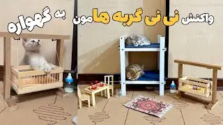 گربه بامزه عروسکشو می‌خوابونه 😍 | لحظه‌های فان گلی و گردو