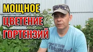 🌺 Гигантские шапки цветов! Мой секретный рецепт подкормки гортензий в июне!