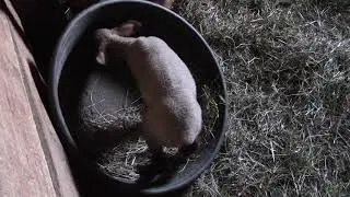 Triplet Lambs - 3 Weeks Old!