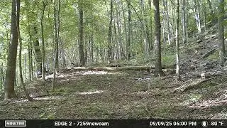 Watch closely! 🦌#subscribe 