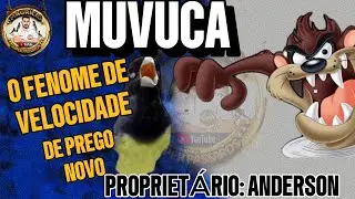 COLEIRO MUVUCA THE PHENOMENON OF NEW PREGO SPEED