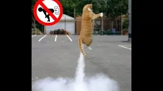 Funny dogs and cats scared of farts compilation (Try not to laugh)