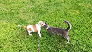 AKC STAFFORDSHIRE BULL TERRIER PUPPY 10 weeks old with Kitty