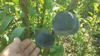 Диплоїдна пізня слива сорт Фріар (plum Friar). Чудовий запилювач. Частина І