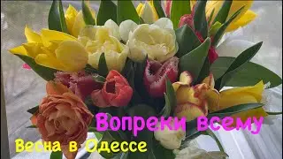 Вопреки всему у нас весна 🌷🌷🌷и красота/ дача/тюльпаны/одесса родная