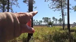 Mississippi Sandhill Crane National Wildlife Refuge Trail Walk