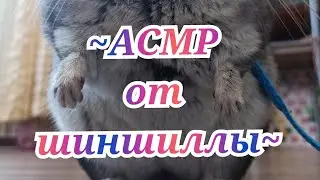 АСМР от шиншиллы 💜 *супер звуки*