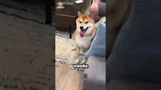 The cutest dog ever