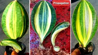 Whale Fin Sansevieria Masoniana | Snake Plant Propagation and Care