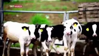 Genç Girişimci TKDK dan 1.200.000 TL Hibe aldı, Avrupa Standartlarında Besi Çiftliği Sahibi Oldu