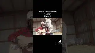 Hazel the donkey