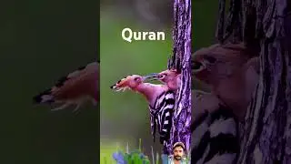 beautiful quran recitation | reciting quran beautiful voice 
