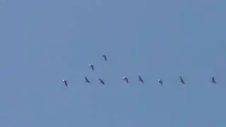 перелёт гуся 28 03 2016г