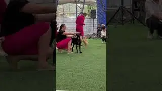 Best of show. Лучший щенок. International Dogs Show «Фаворит». Kazakstan. Almaty #dogshow #dogshorts