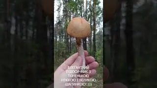 Трапився такий елегантний підосичник в лісі в спеку!#shorts