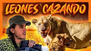 🦁 LEONES CAZANDO en Masai Mara | Safari Fotográfico en KENIA #1