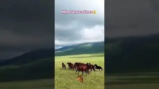 Арнаға тіркел, лайк бас.
