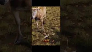 how a small cut changes a deer's next antler 😮