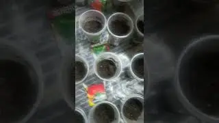КОКОЕ всё зелёное, КОКОЕ всё красиво Ё  !!!
