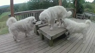 1033 Trying To Get Bear To Play