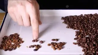 Sōvda - Pearl Mini Settings for Sorting Roasted Coffee