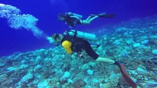 Molokini dive November 2015 barracuda shark manta ray Maui