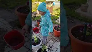 Моя помощница сама высадила петунии в кашпо)))