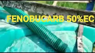 BPH control in rice || Rice disease management||Brown plant hopper control in paddy|| BPH of paddy