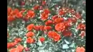 ВГТЗ.