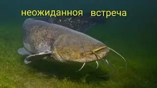 Не Ожидал, что в этих болотах полно рыбы! Подводная съёмка