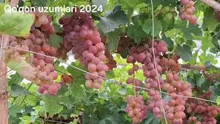 Ёркин мускат-Пестрый