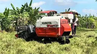 KUBOTA HARVESTER / HARVEST TIME 🌾