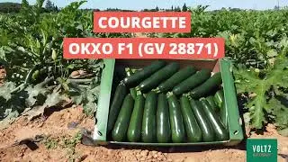 Courgette OKXO F1 - GV 28871