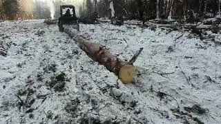 Как и сколько зарабатывают лесорубы?Валка и Трелёвка леса на зверях МТЗ-82!