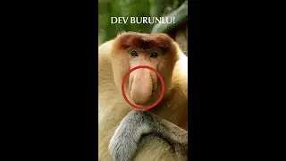 Koca Burunlu Proboscis Maymunu