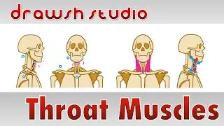The Muscles and Structures of the Throat