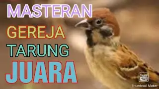 masteran burung gereja tarung gacor, untuk sang JUARA || guru vocal