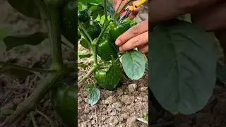 Fresh Harvest From Garden #fruit #garden #gardening