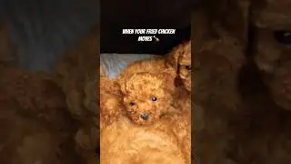 When your fried chicken Moves 🍗 