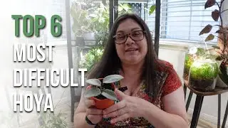 6 Of My Most Difficult Hoyas To Grow & Why
