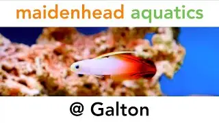 Maidenhead Aquatics @ Galton