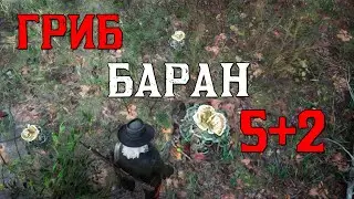 Гриб-баран 5 - red dead online