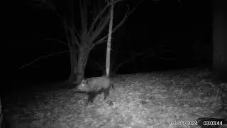 sanglier 3 nov