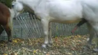Horse mating fail