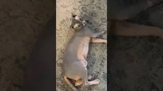 When your man matches your silly energy 😹 #sphynxcat
