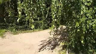 Супергриб.  Самый огромный что я видел