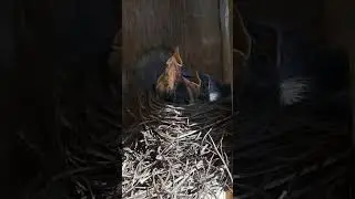 Мама, я родился!!🐣