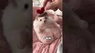 Hedgehog 🦔 THE CUTEST PET? 