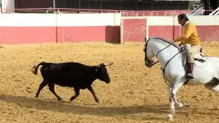 Caballos toreros, caballos de rejoneo | El Correvuela